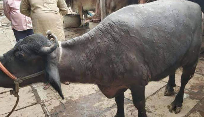 Second potential wave of lumpy skin, buffalo vaccination campaign launched in Punjab File photo