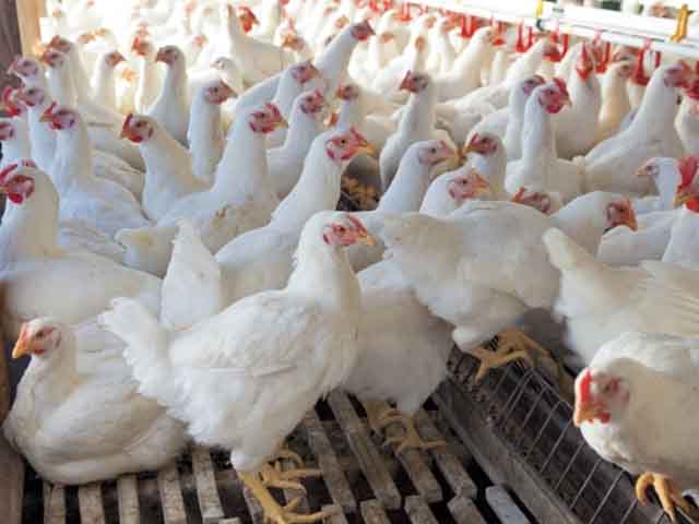 A unique incident of robbery, the robber escaped with 5 thousand chickens