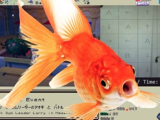 The pet fish spent the owner's four dollars, even releasing credit card details The pet fish spent four dollars of its owner with strange behavior and also revealed credit card details. Photo: Courtesy of Morris YouTube Channel
