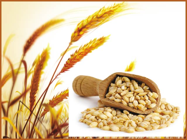 Barley Harvest - Express Urdu