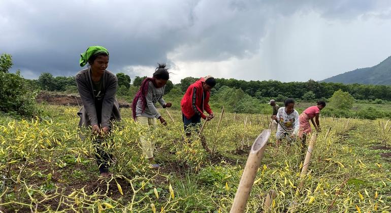 Candlenuts, chilli and chickens: Transforming Indonesia’s rural economy