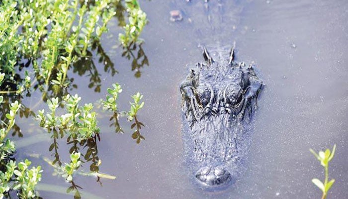 Discovery of the presence of toxic chemicals in crocodiles