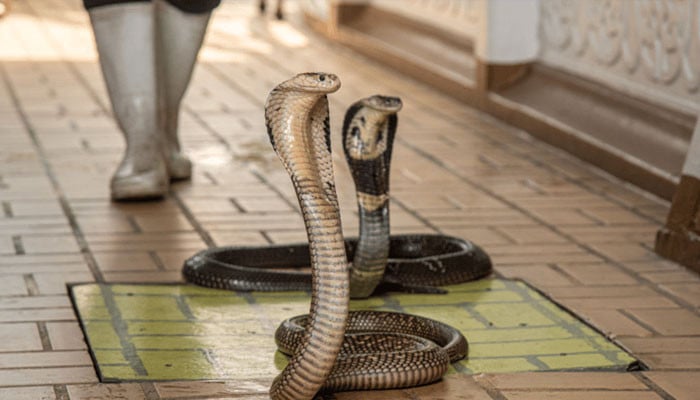 Man dies after taking selfie with snake in India