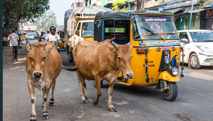 The Indian judge presented the strange logic of cow protection