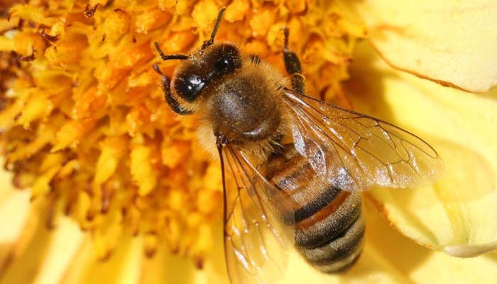 World's first vaccine approved for use on bees