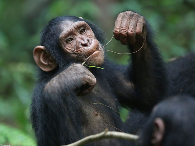 Young chimpanzees, like young humans, are risk takers