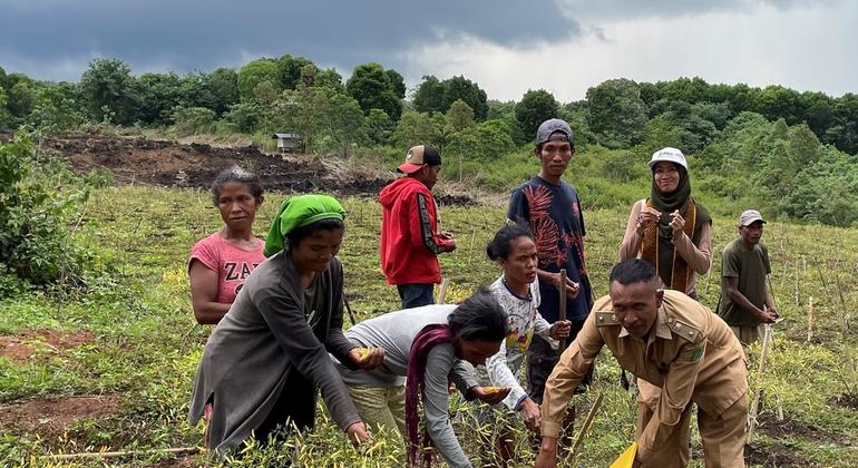 Wilfridus Ngala (front right), Mayor of Inegena village, helps his community harvest chilli. Wilfridus Ngala (front right), Mayor of Inegena village, helps his community harvest chilli.