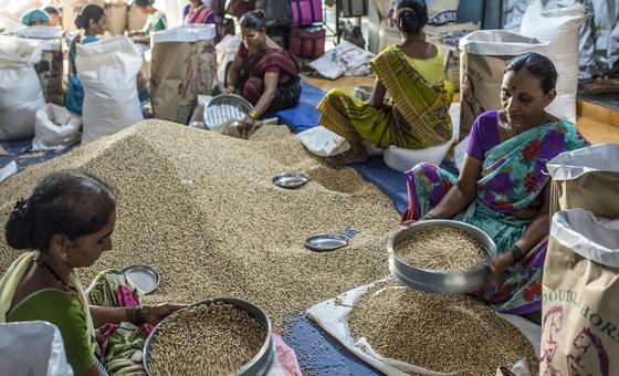 Downward slide in global food prices continues: FAO