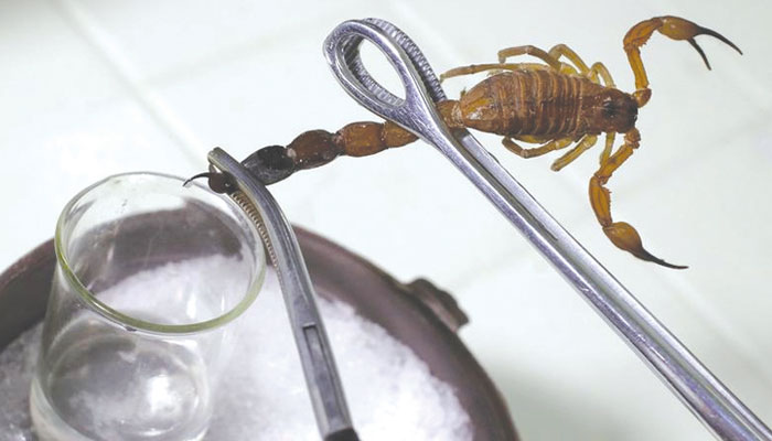 Scorpion venom Scorpion venom