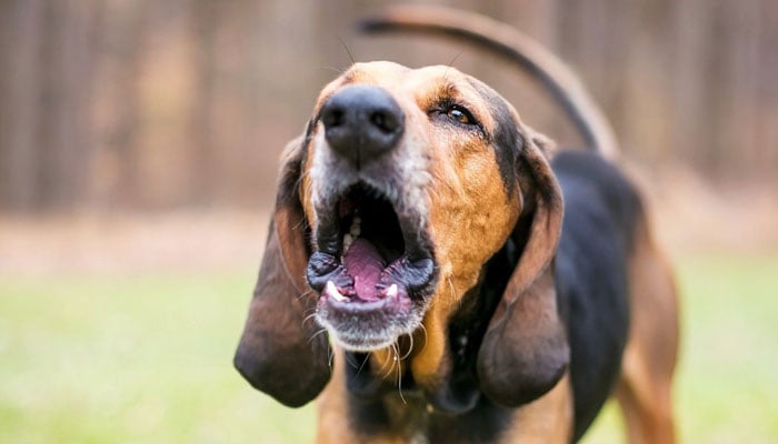 Police officer's son assaults neighbor's boy over pet dog's barking Police officer's son assaults neighbor's boy over pet dog's barking