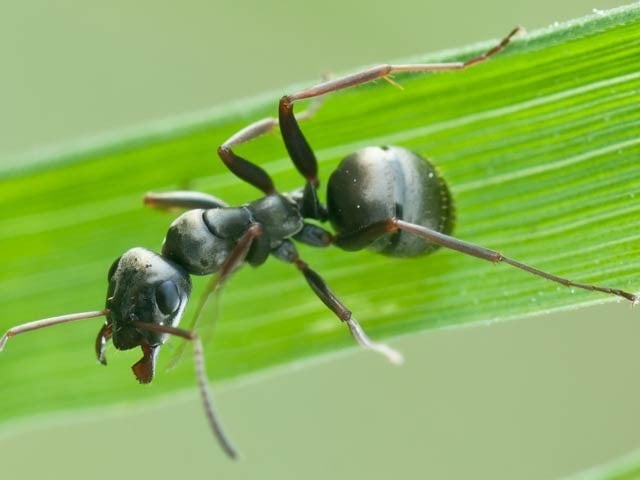 Ants can detect cancer Black ants can smell cancer-related chemicals in urine. Photo: File