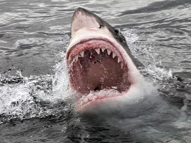 Several beaches in Australia have been closed due to shark attacks, Photo: File 