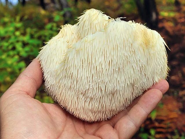 A very useful compound for brain and memory was discovered in mushrooms A very useful compound for brain and memory was discovered in mushrooms