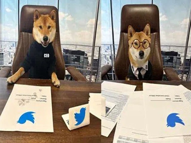 Elon Musk made Twitter CEO a dog;  Photo: Twitter 