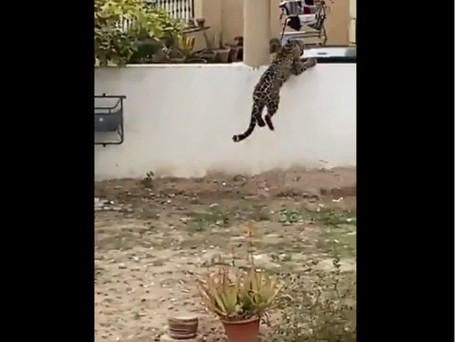 A wild cheetah breaks into a housing society in Rawalpindi, injuring four people in continuous attacks