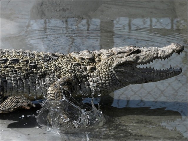 Gift of Sindh Government; Three crocodiles became the adornment of Peshawar Zoo The Sindh Forest Department handed over two male and one female crocodiles to the Peshawar Zoo administration (Photo: Express).