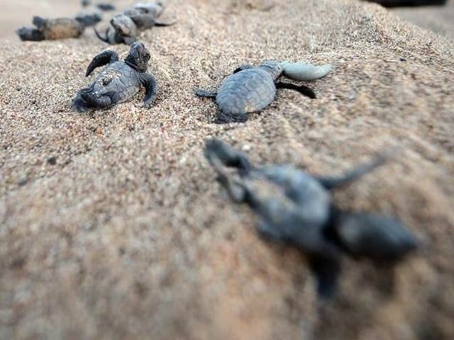 The Sindh Wildlife Department has released more than 1000 baby green turtles to the sea at Sandspit beach.  Photo: File 