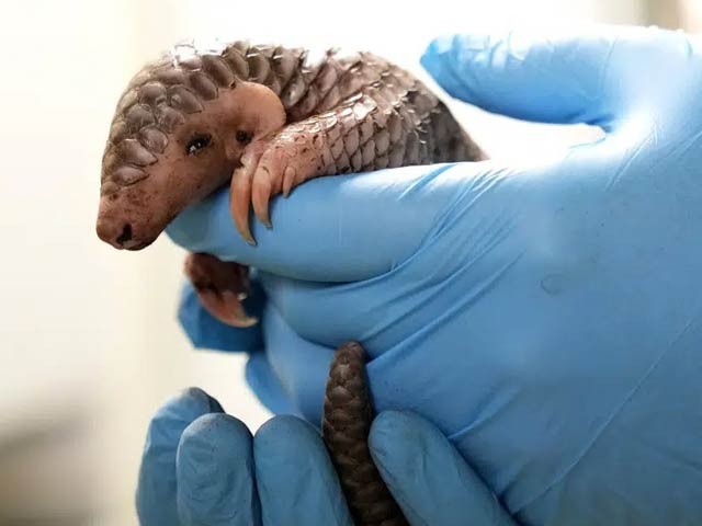 The birth of the first Chinese pangolin in Europe in modern history is an important milestone.  Photo: AP 