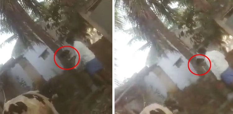 Dalit woman tied to a pole brutally tortured, painful video