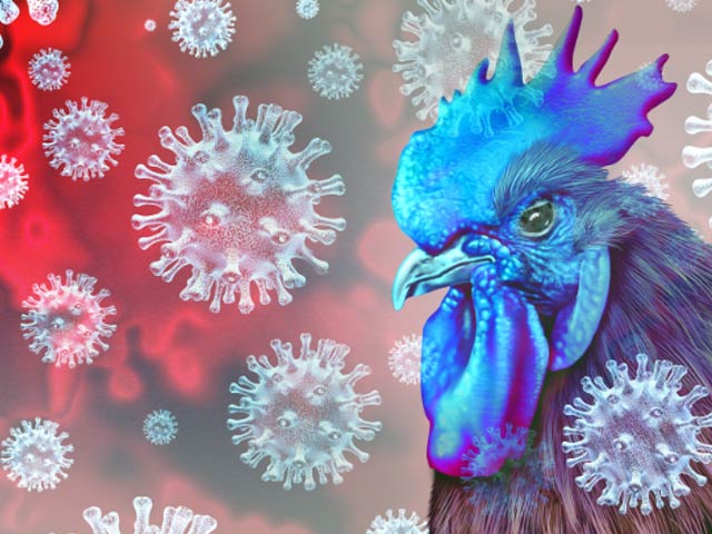 First death from bird flu in Cambodia, WHO launches investigation