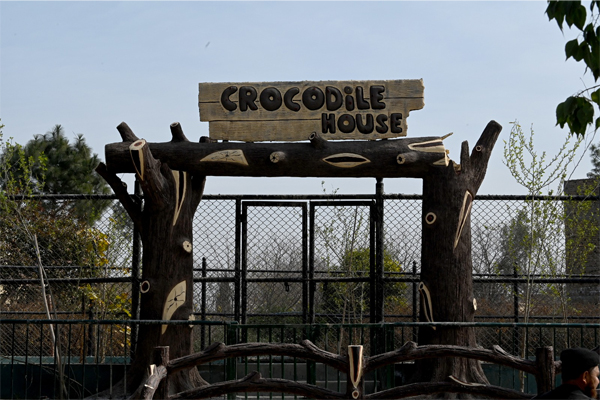 Gift of Sindh Government;  Three crocodiles became the adornment of Peshawar Zoo