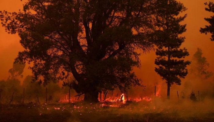 Heat wave in Chile, wildfires in several places in the forests are out of control, 23 people died