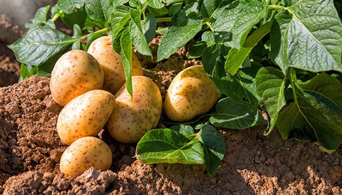 Potato consumption not responsible for health problems and obesity, health experts