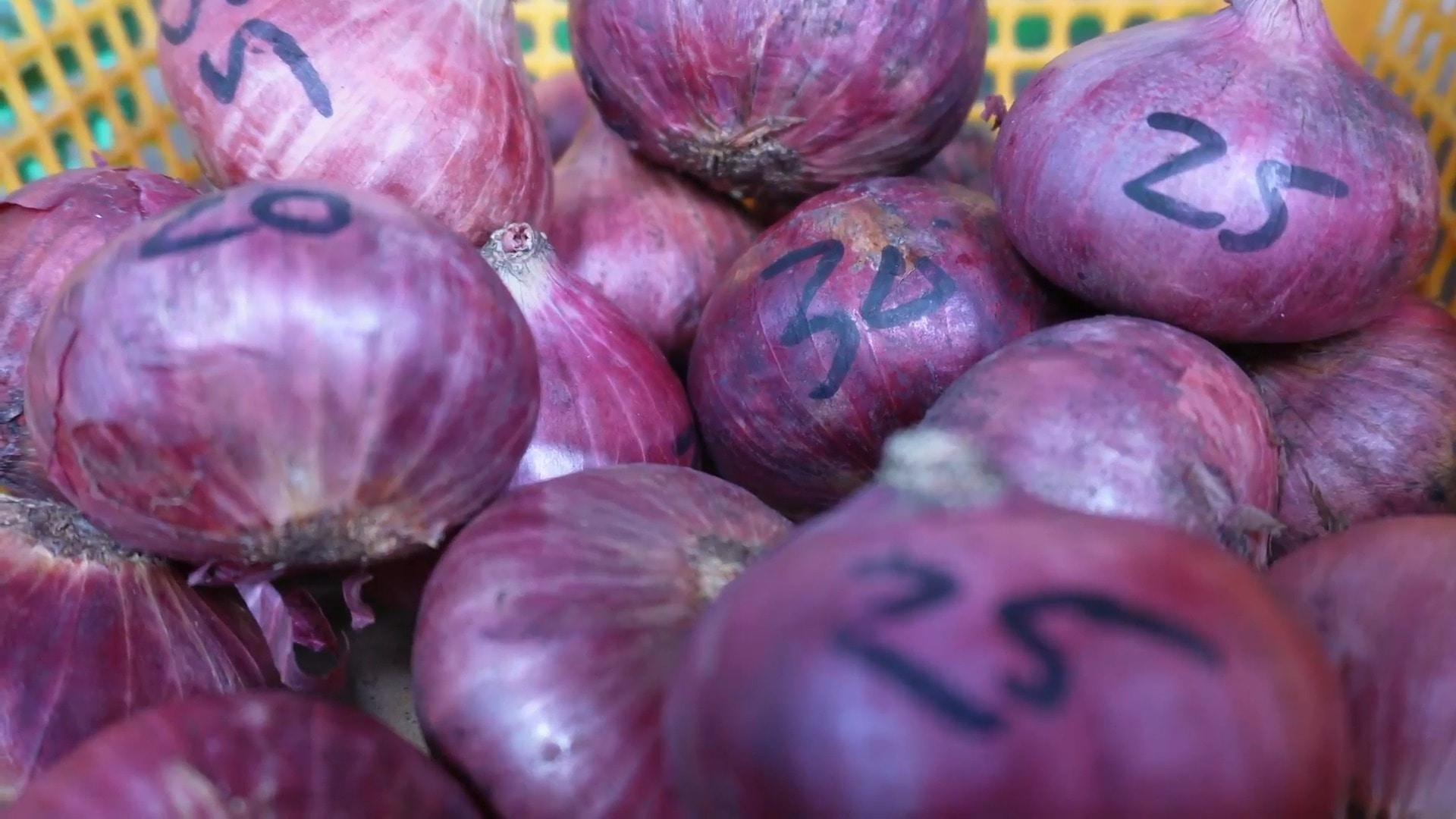 Philippines: Onion prices exceed price of pork as Manila faces basic food staple shortage |  Video Ruptly