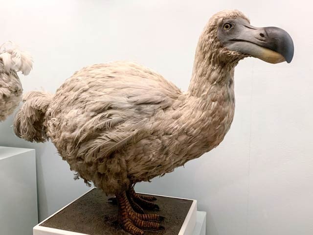 Serious money allocated to revive the extinct dodo bird