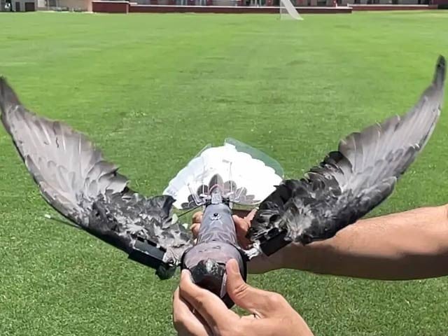 Success in making bird drones from dead birds