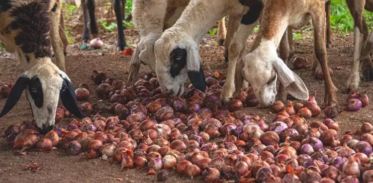 The farmer sold 512 kg of onions and earned only Rs 2