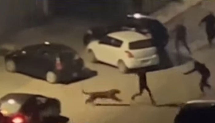 The leopard that spread fear in a private society in Islamabad was caught after several hours