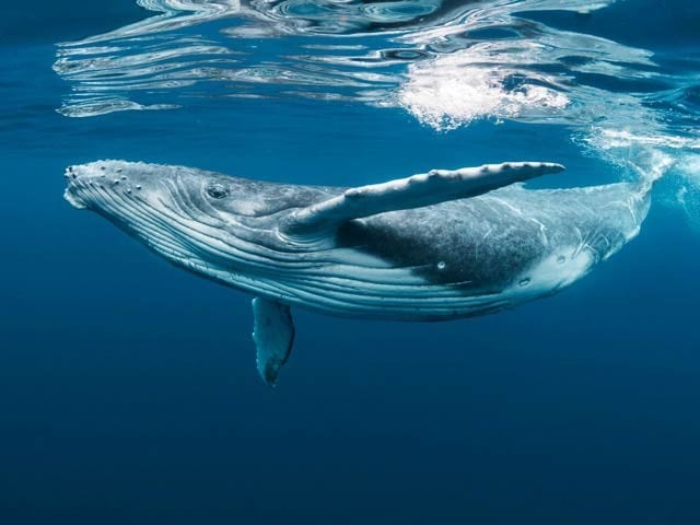 The song of the whales reflects their loneliness