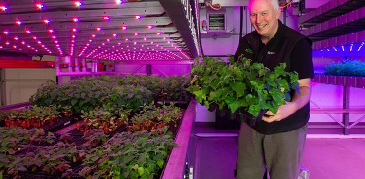 The botanist discovered a technique to grow millions of trees in a short space of time The botanist discovered a technique to grow millions of trees in a short space of time