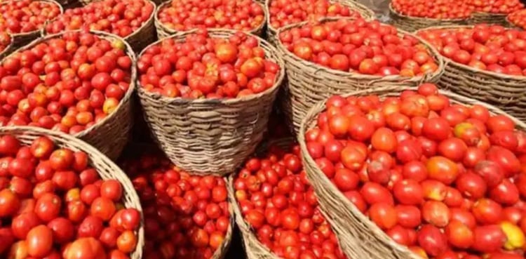 The main reason for the acute shortage of tomatoes in Britain has come to light tomato