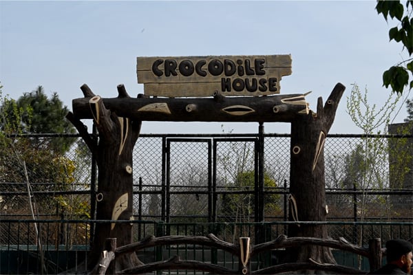 three crocodile sindh gift to kpk zoo 2