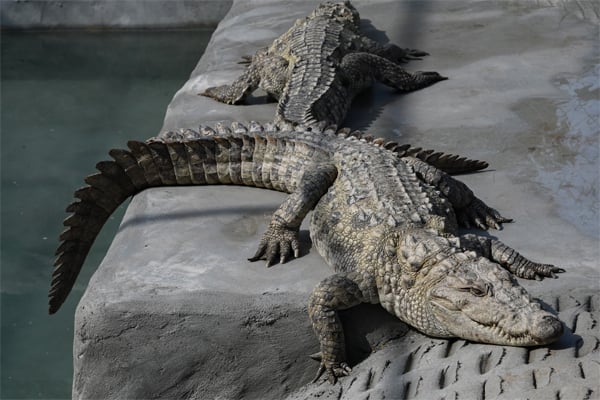 three crocodile sindh gift to kpk zoo 3