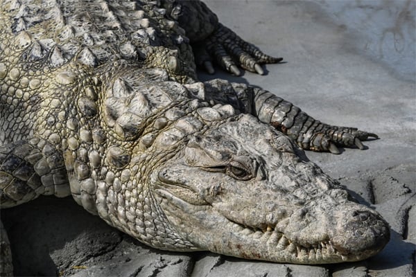 three crocodile sindh gift to kpk zoo 4