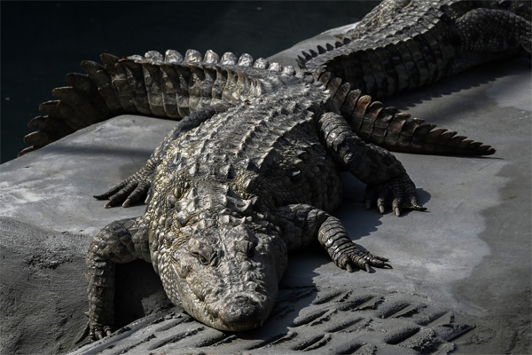 three crocodile sindh gift to kpk zoo 5