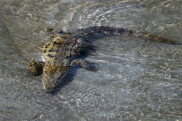 three crocodile sindh gift to kpk zoo 7