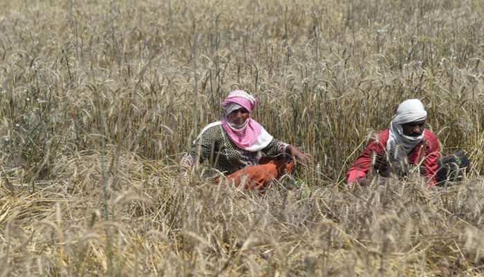 Approval to supply domestic gas to urea fertilizer factories File photo