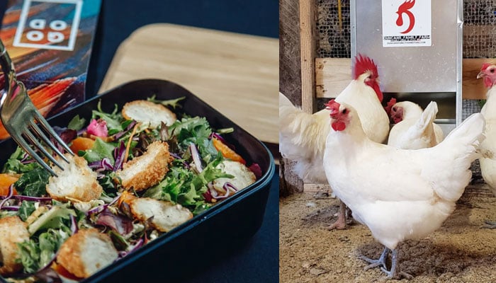 When will Americans be able to eat lab-grown chicken? File photo