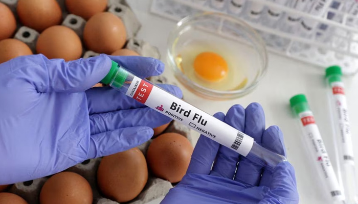 First human diagnosis of bird flu virus in Chile File photo