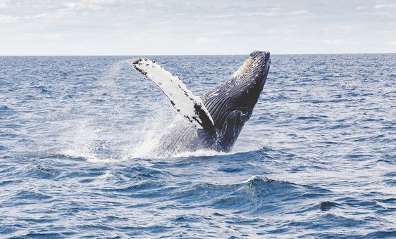 UN delegates reach historic agreement on protecting marine biodiversity in international waters