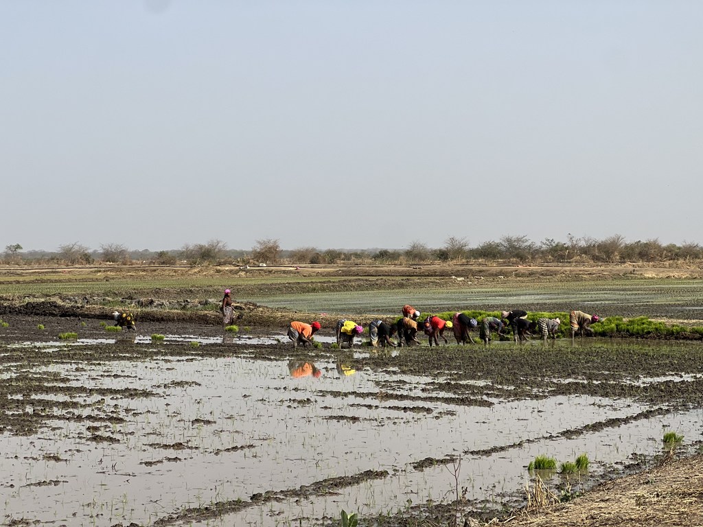 Women working in a rice field, The Gambia Women working in a rice field, The Gambia