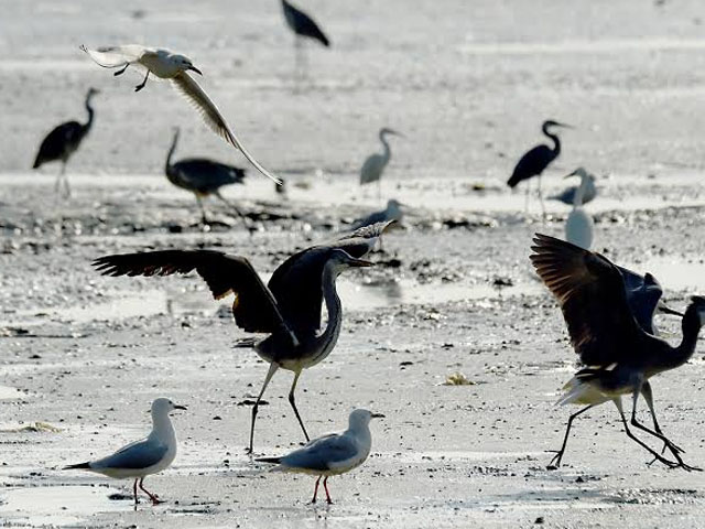 The number of birds coming to Pakistan from Siberia has halved, reports said