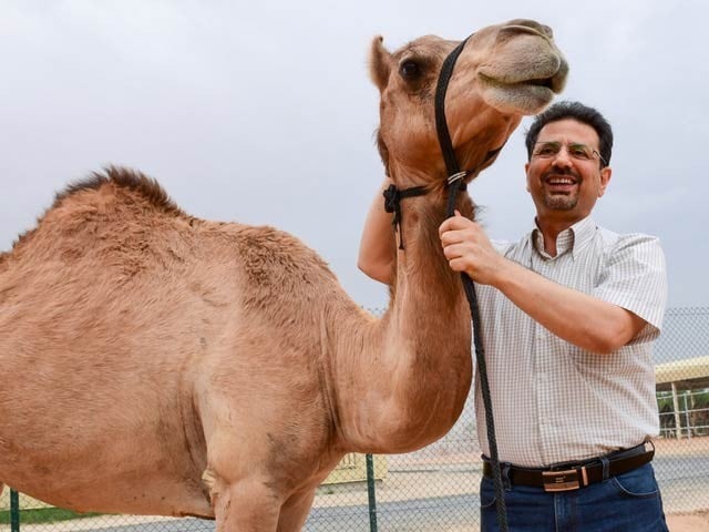The cloning of camels is going on in Dubai, while the cost of cloning a camel can be up to Rs.  Nisar Ahmad Anjaz is prominent in the picture with a camel.  Photo: Gulf News 