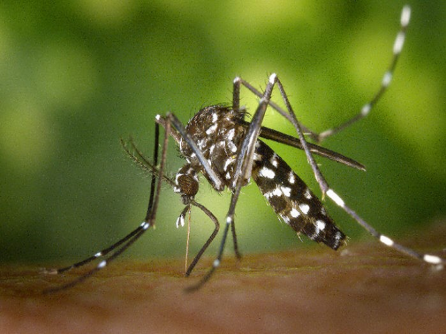 Dengue Prevention Plan Prepared Around Rawalpindi 3000 people have also been given proper training to prevent a possible new wave of dengue in Islamabad Rawalpindi. Photo: File