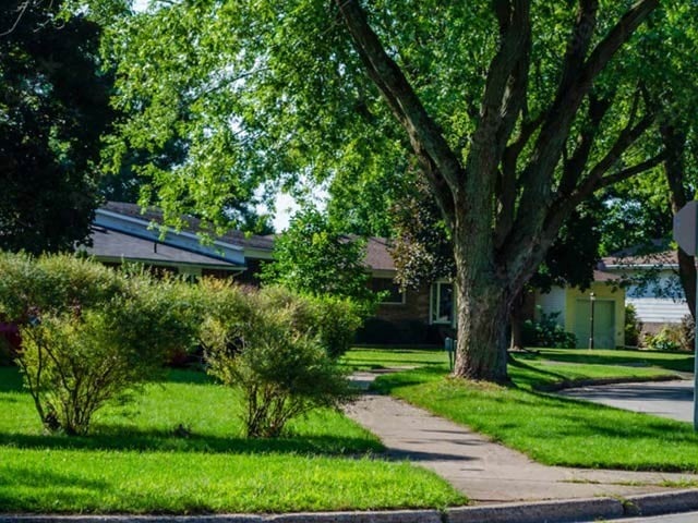 It is important to plant different types of trees to clean the urban air as each tree can have different capacity.  Photo: File 