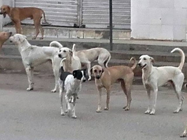 Rawalpindi, a 9-year-old child was left with a dog by his opponents